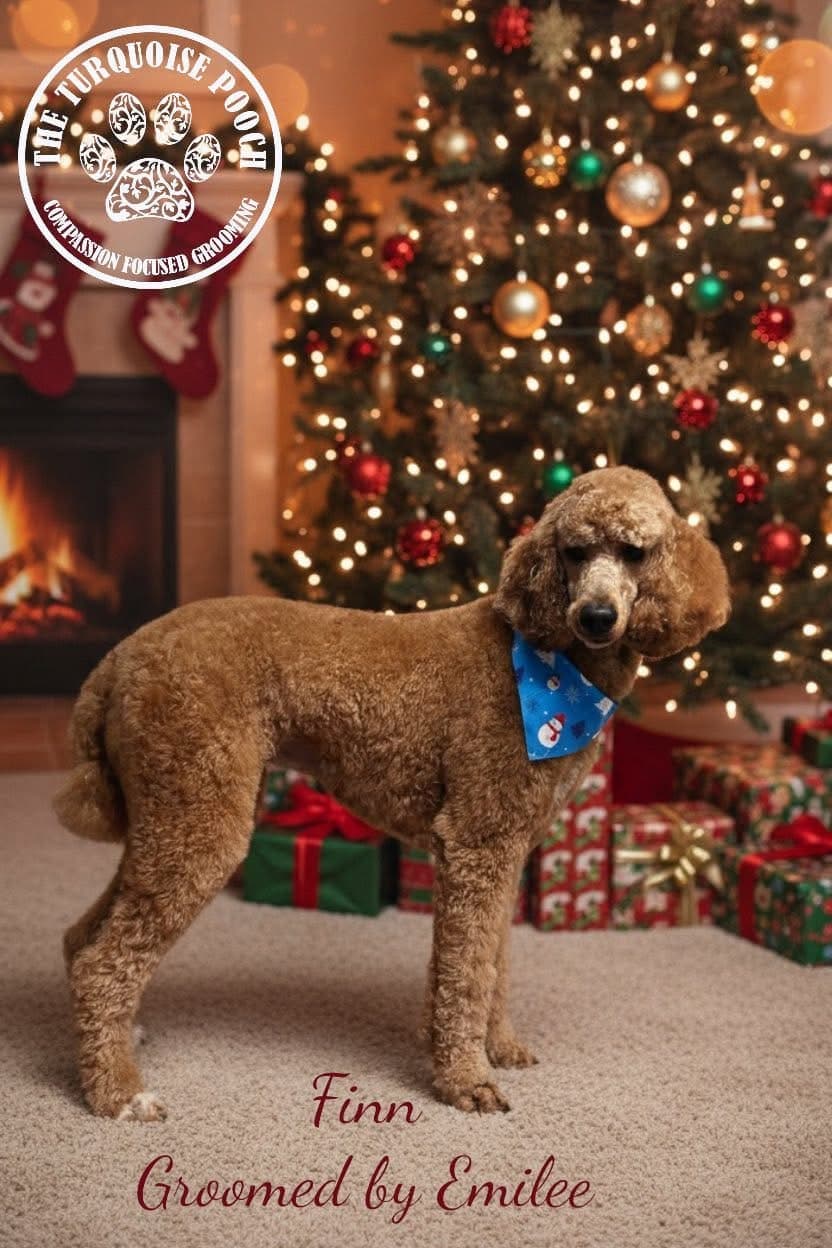 Finn with a festive Christmas bandana after a holiday groom by The Turquoise Pooch Paw Spa