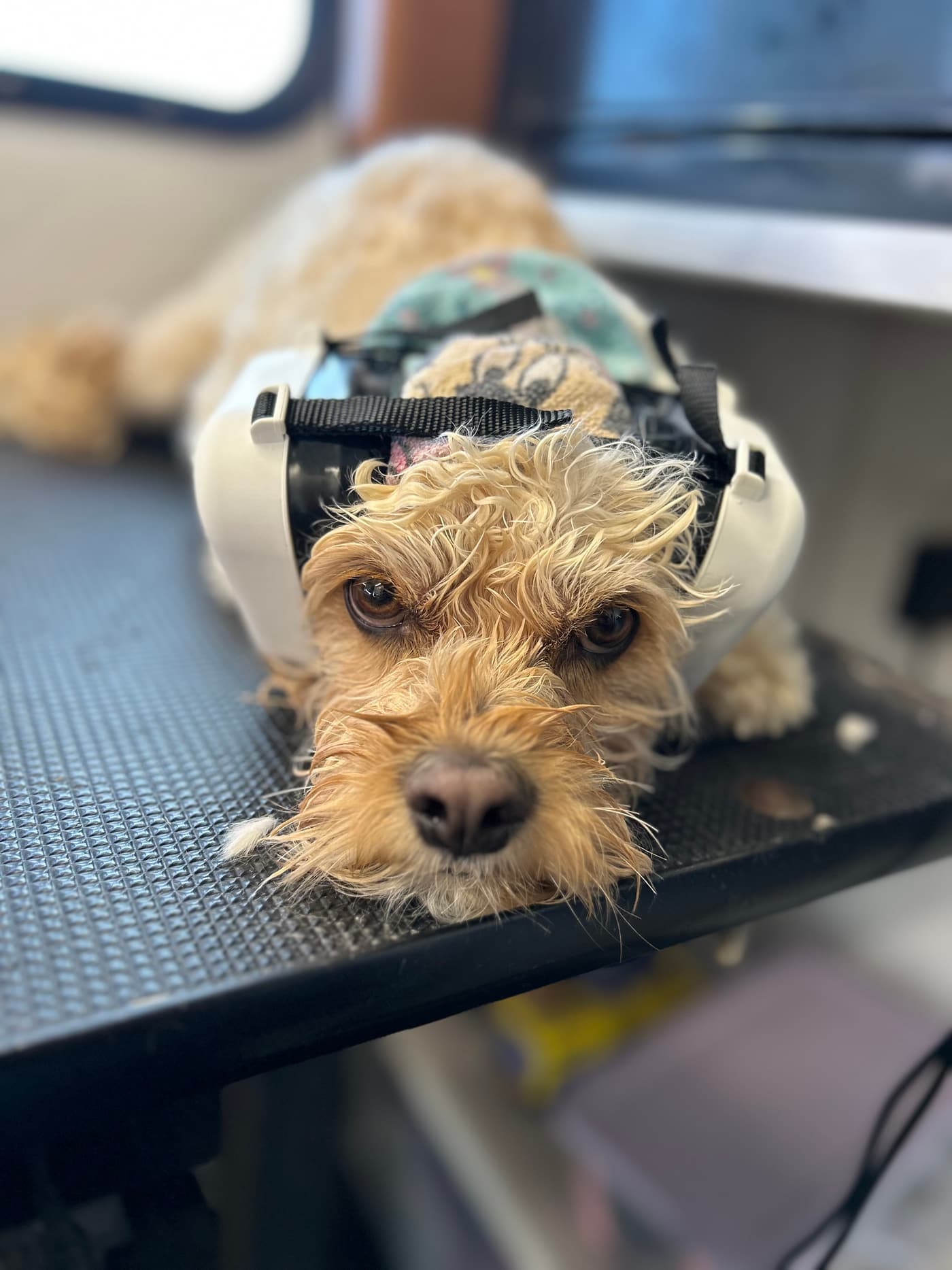 Sound sensitive dog wearing aviation grade ear protection during a comfort care groom