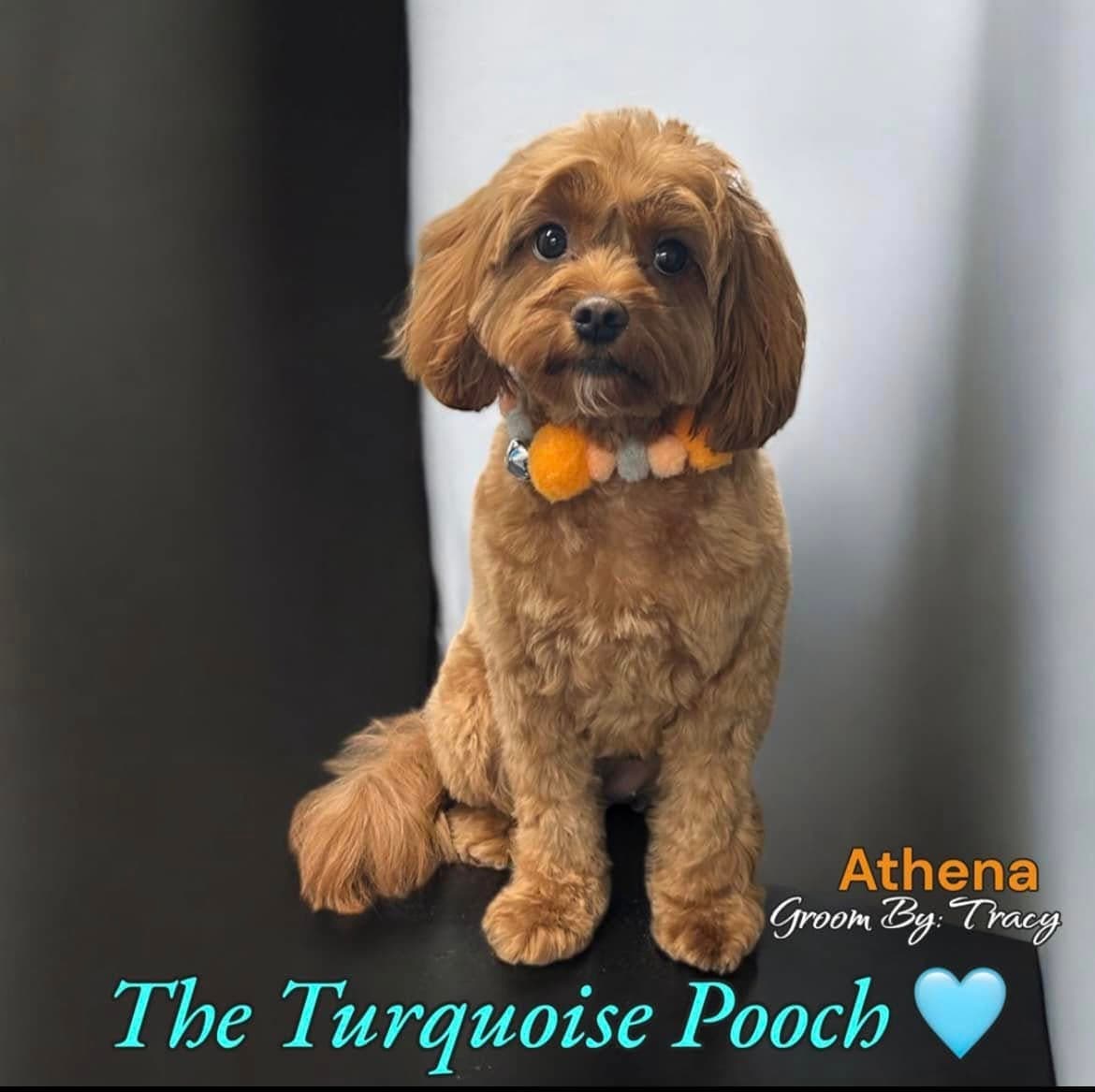 Athena after grooming at Turquoise Pooch Paw Spa