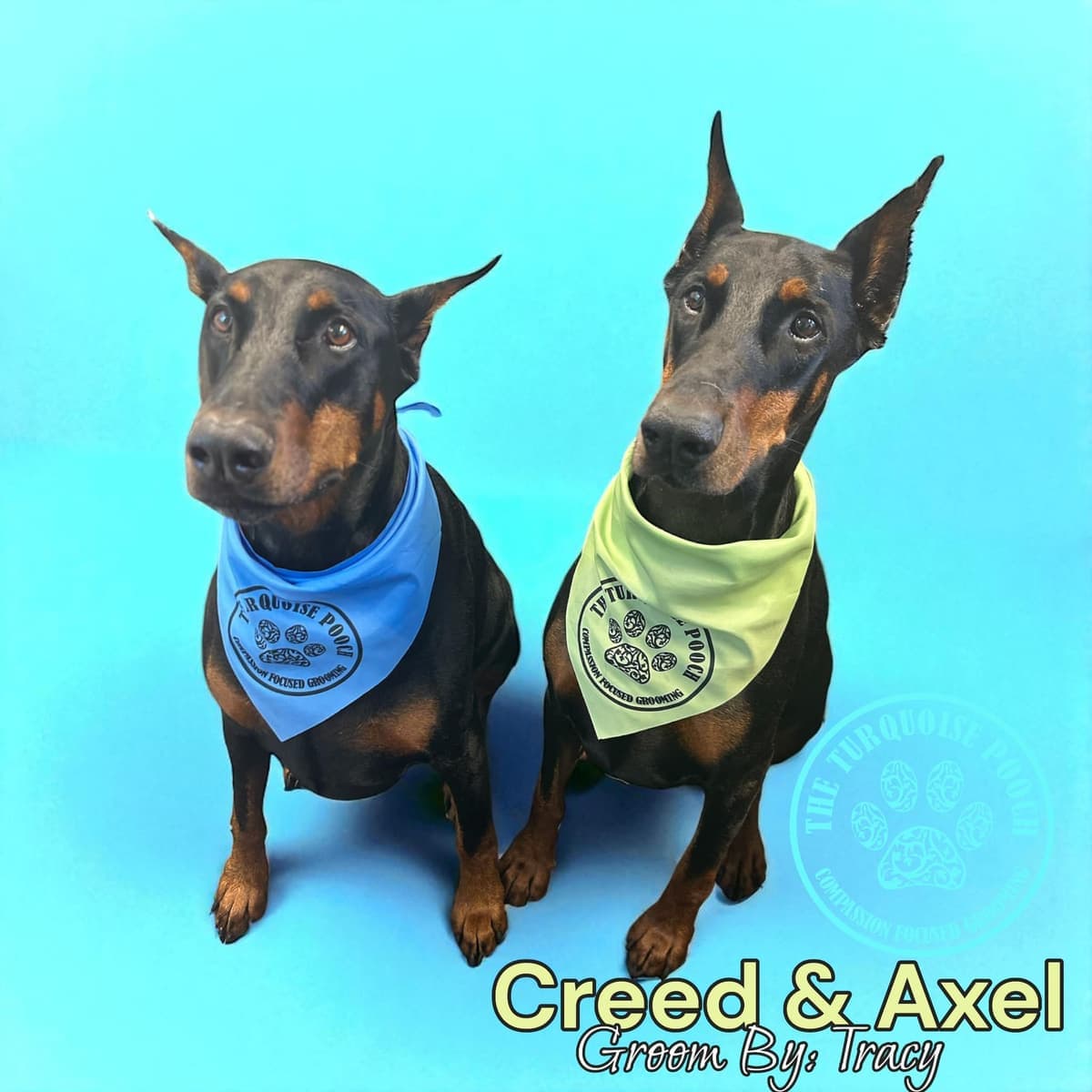 Creed and Axel after grooming at Turquoise Pooch Paw Spa