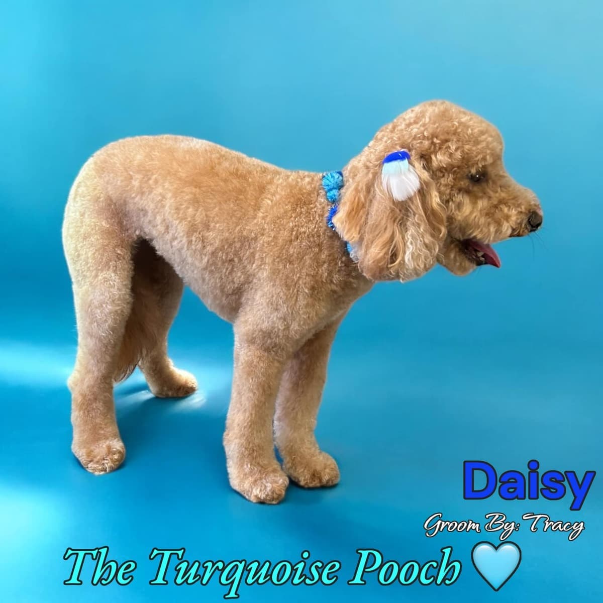 Daisy after grooming at Turquoise Pooch Paw Spa