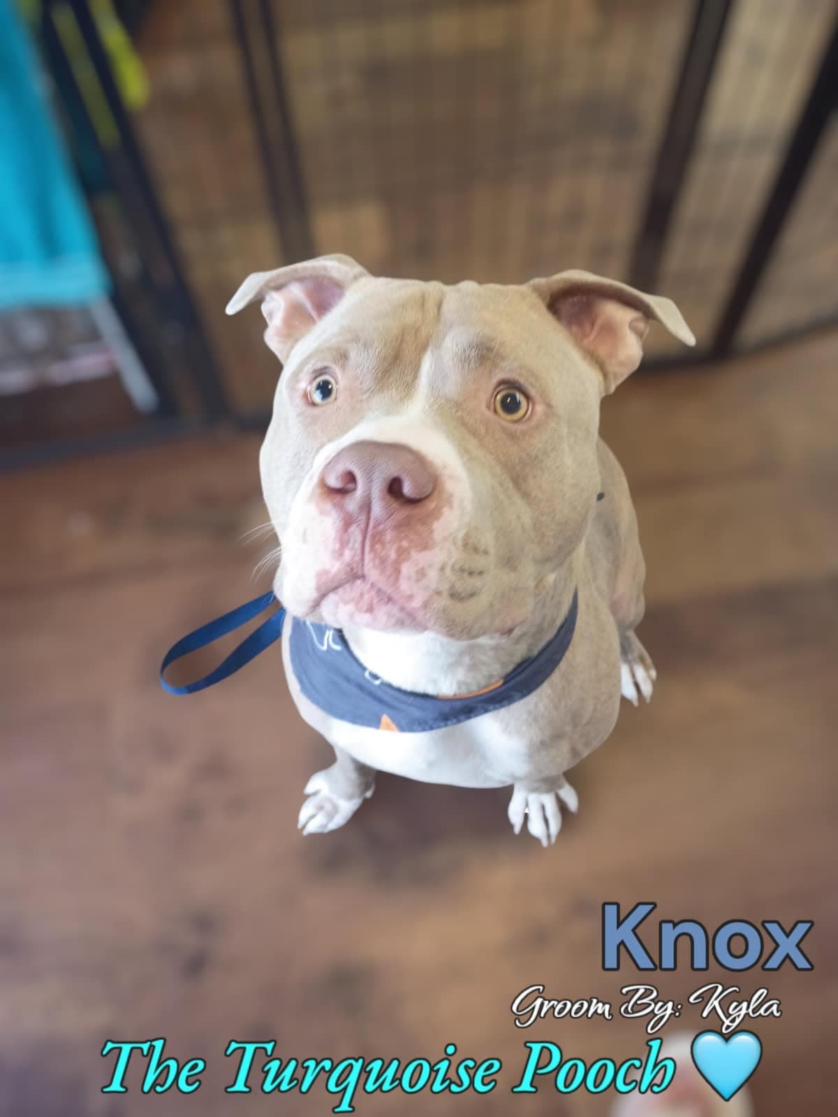Knox after an a la carte grooming touch up