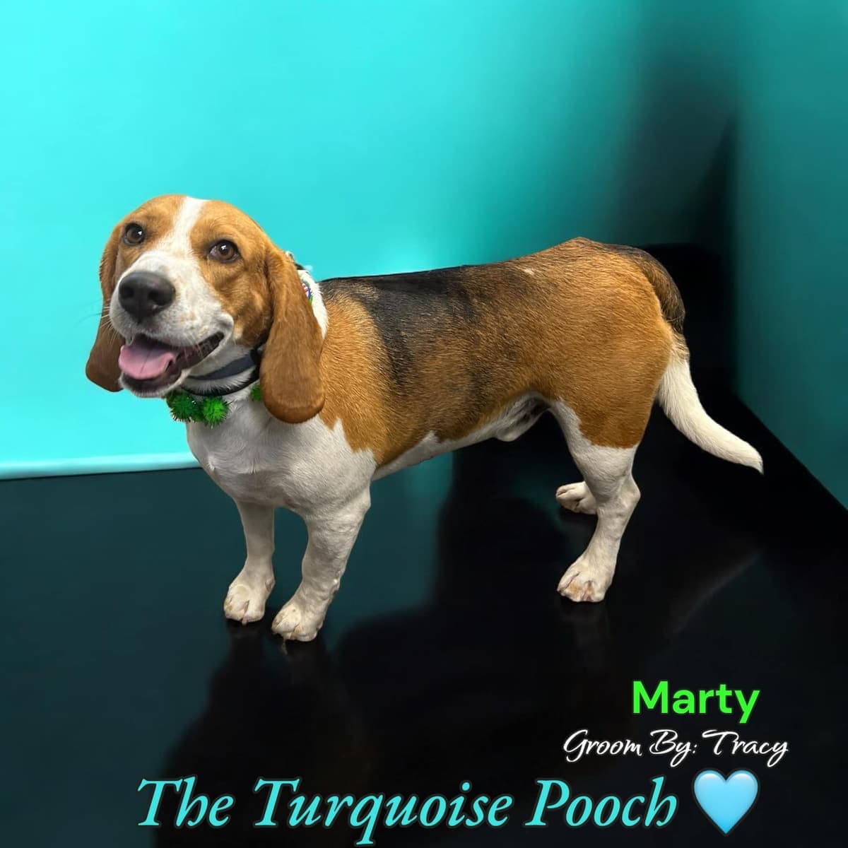 Marty after a full service groom