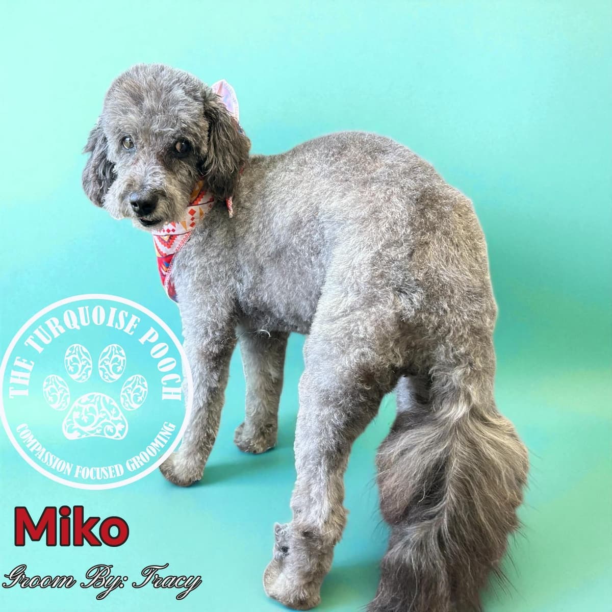 Miko groomed by Tracy at Turquoise Pooch Paw Spa