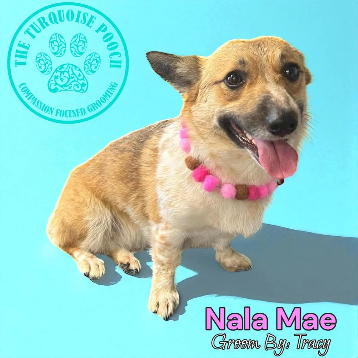 Nalamae after grooming at Turquoise Pooch Paw Spa