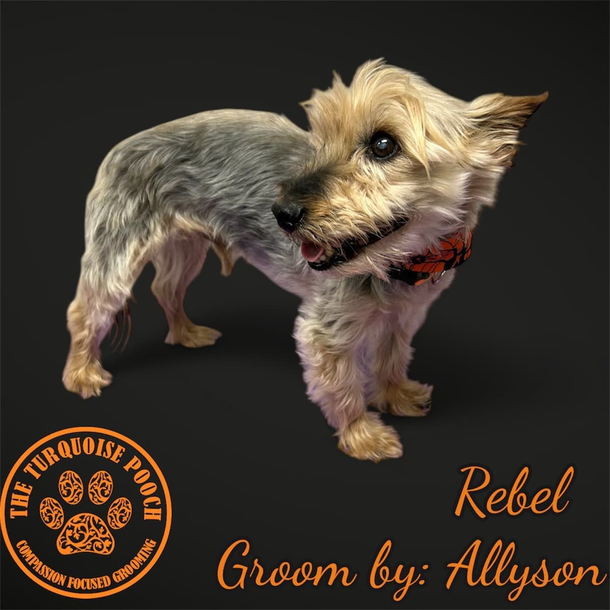 Rebel after a comfort care groom