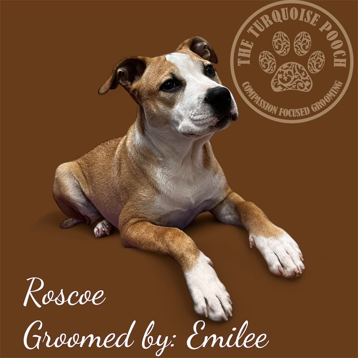 Roscoe after grooming at Turquoise Pooch Paw Spa