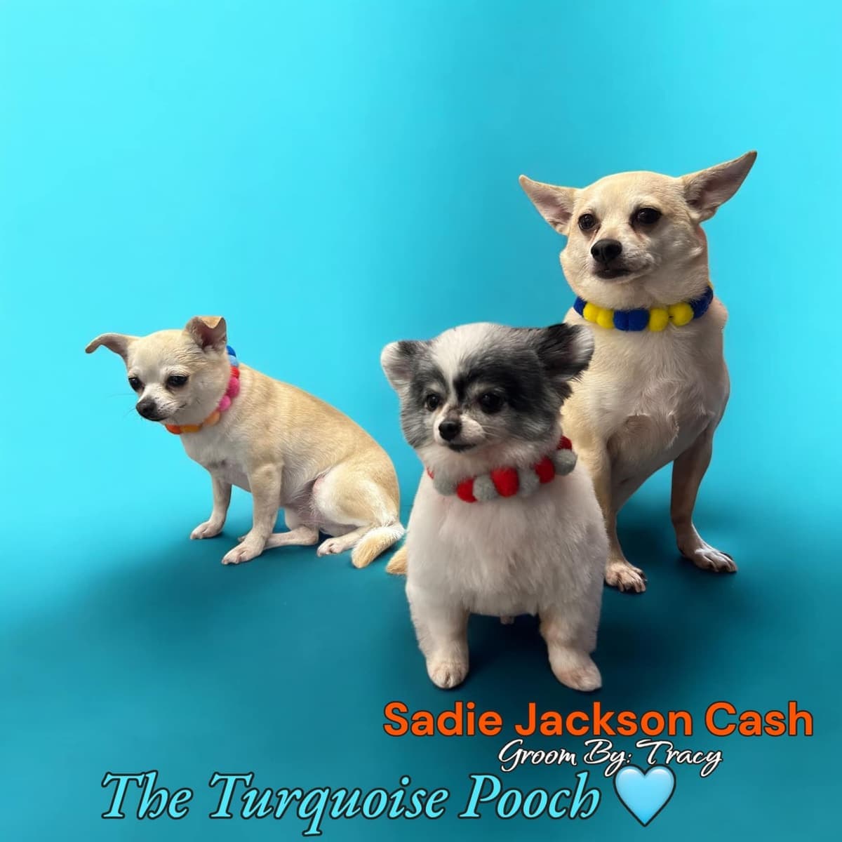 Sadie, Jackson, and Cash after grooming