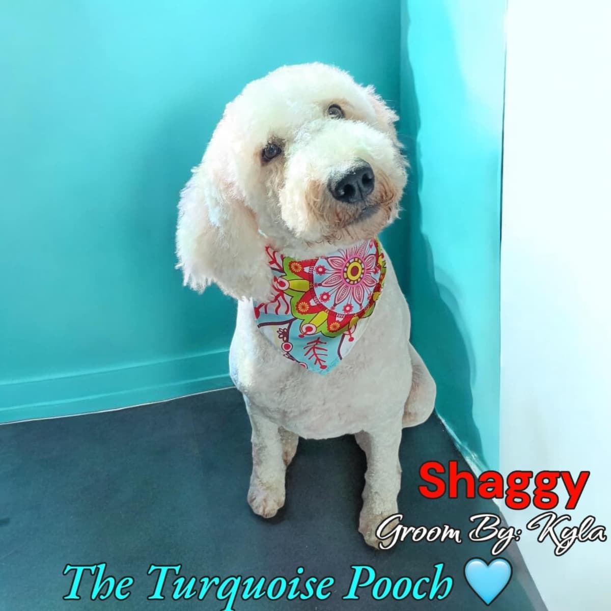 Shaggy after grooming at Turquoise Pooch Paw Spa