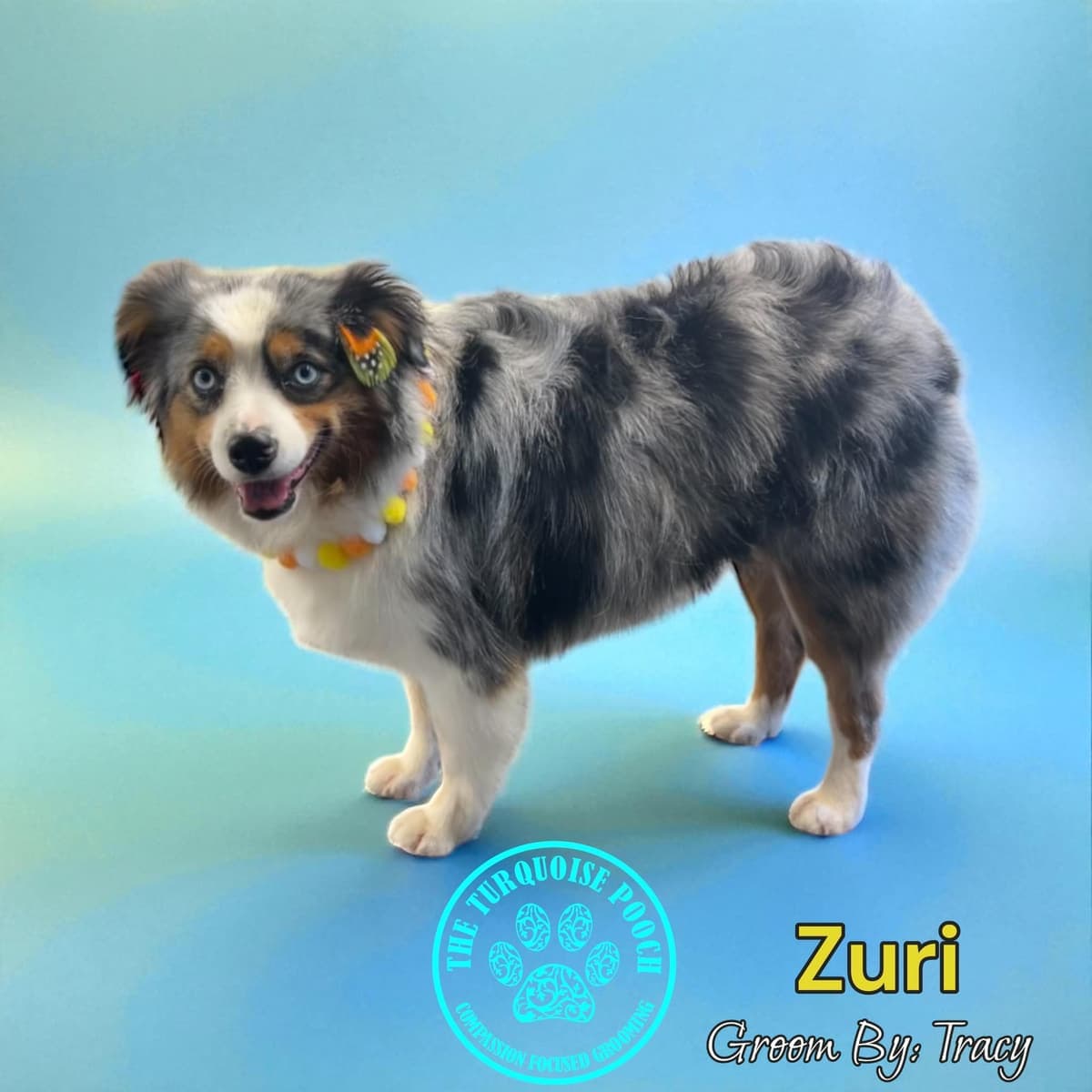 Zuri groomed by Tracy at Turquoise Pooch Paw Spa