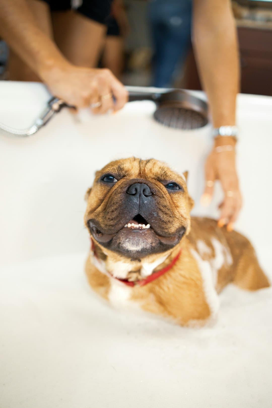 Berryville salon at Turquoise Pooch Paw Spa