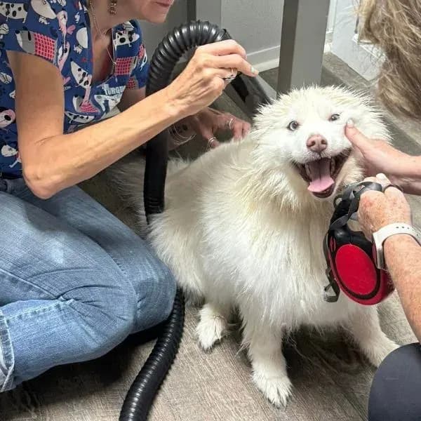 Tracy Boyd grooming a white dog on the floor because the pup did not want to be lifted onto the table